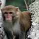 A rhesus macaque